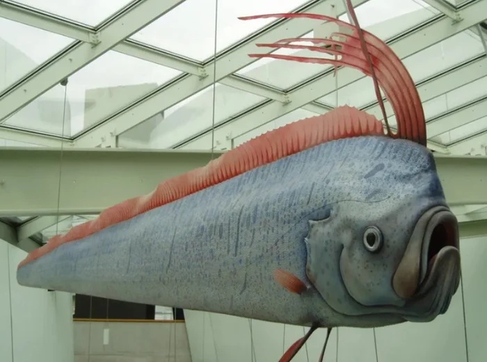 Mô hình cá mái chèo. Ảnh: Smithsonian magazine