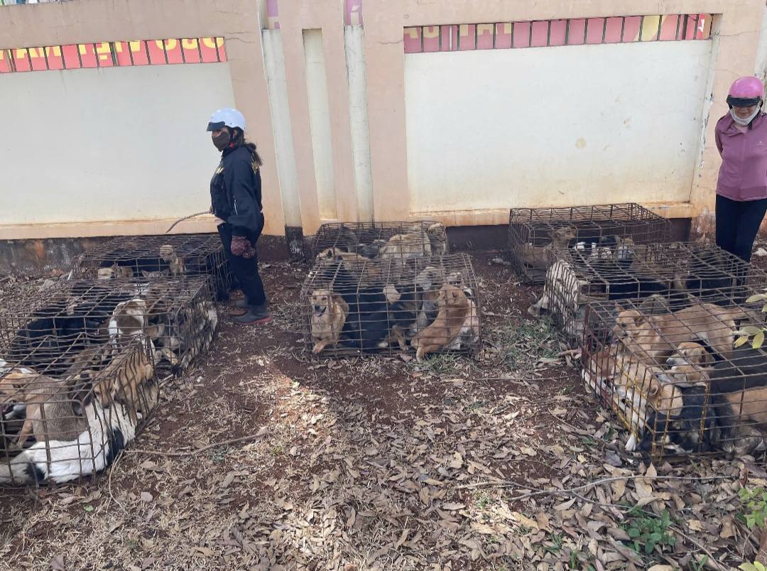 Công an xã Quảng Phú đang tạm giữ gần 70 con chó trong vụ trộm quy mô lớn