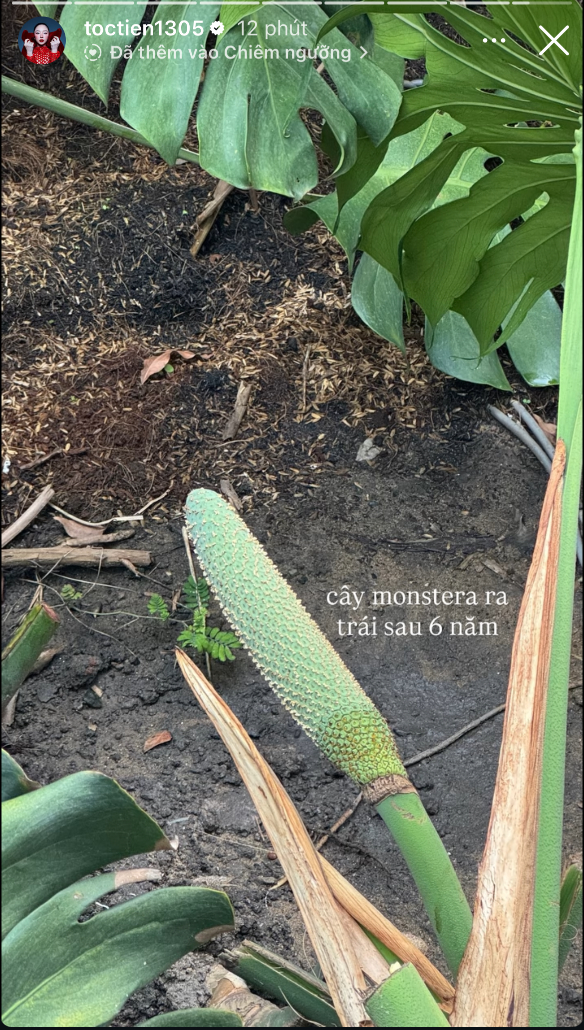 Cô khoe cây trồng suốt 6 năm đã ra hoa, trước đây Tóc Tiên rất thường xuyên cập nhật tình hình hoa cỏ bên trong sân vườn 