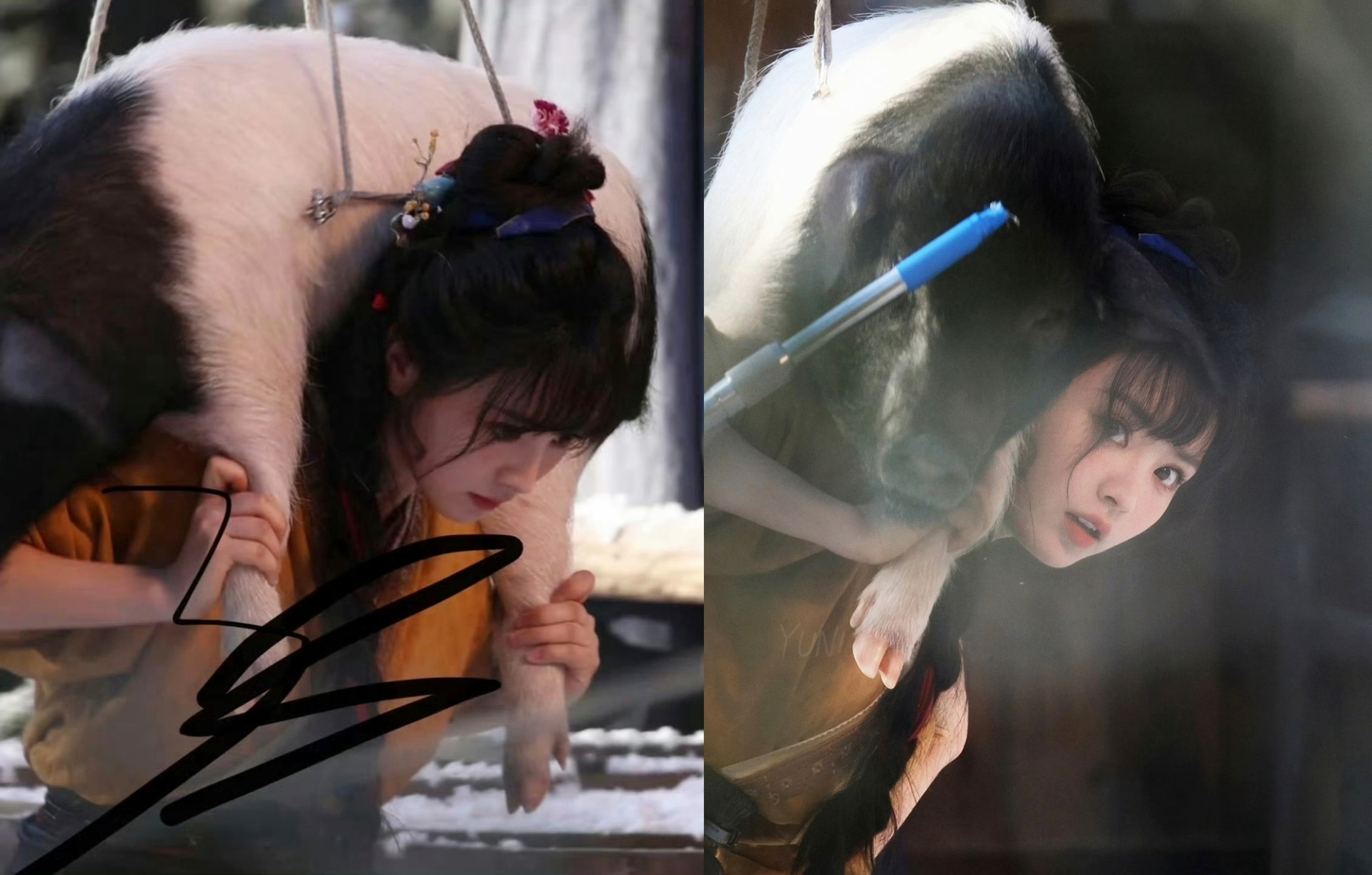 Điền Hi Vi cõng lợn trong phim Trục Ngọc