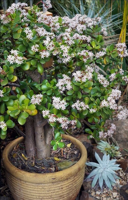 5 cây mang may mắn vào nhà, trồng 1 chậu là bừng sáng cả không gian