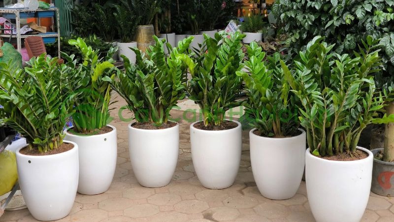 5 cây mang may mắn vào nhà, trồng 1 chậu là bừng sáng cả không gian