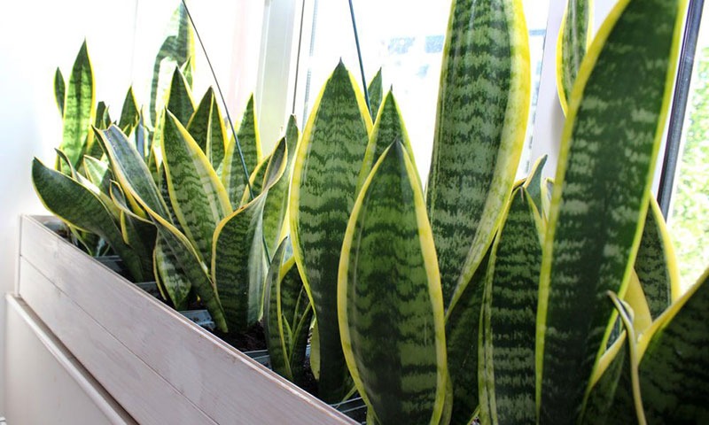 5 cây mang may mắn vào nhà, trồng 1 chậu là bừng sáng cả không gian