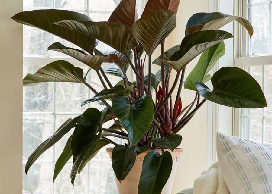 5 cây mang may mắn vào nhà, trồng 1 chậu là bừng sáng cả không gian