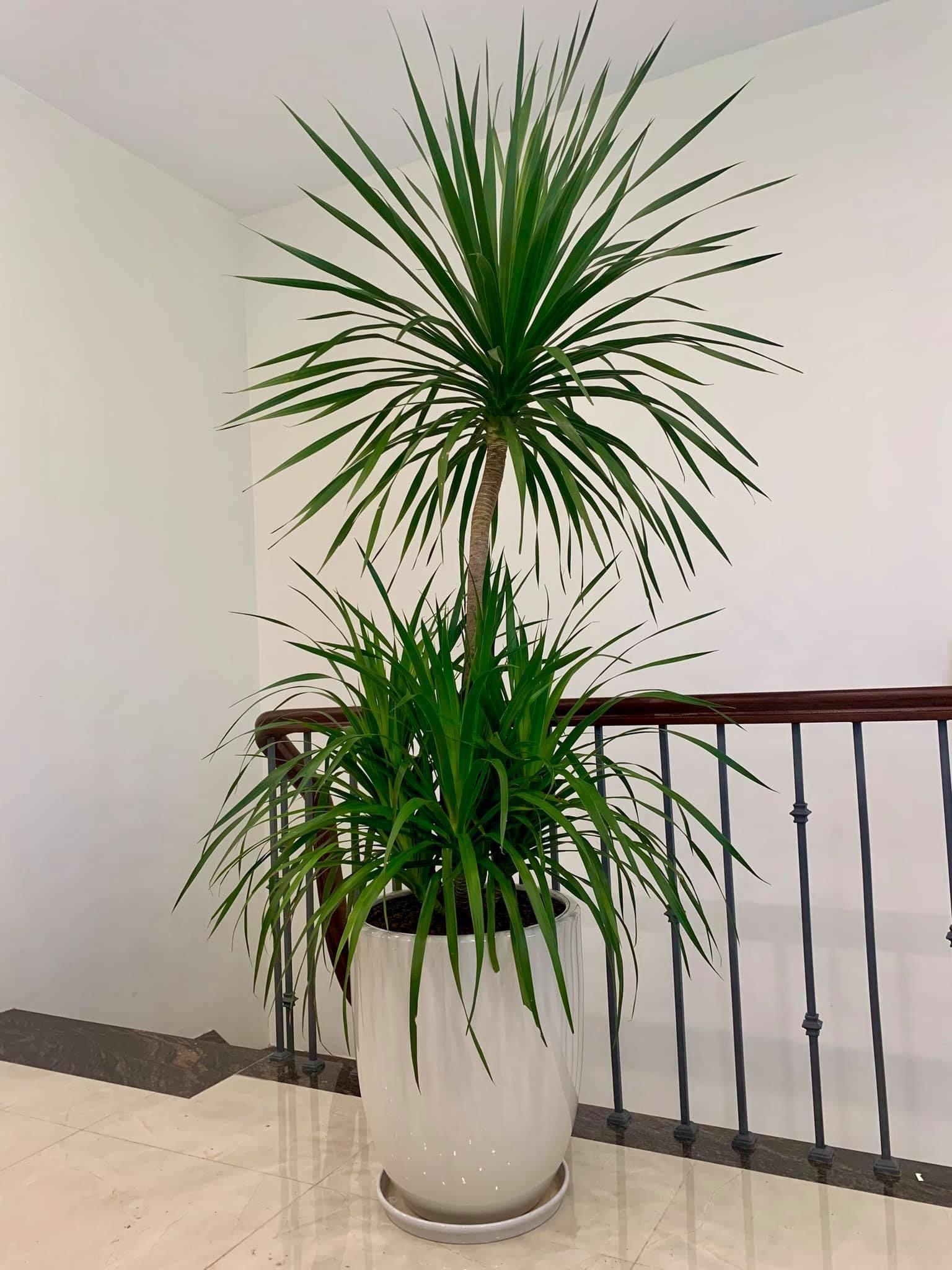 5 cây mang may mắn vào nhà, trồng 1 chậu là bừng sáng cả không gian