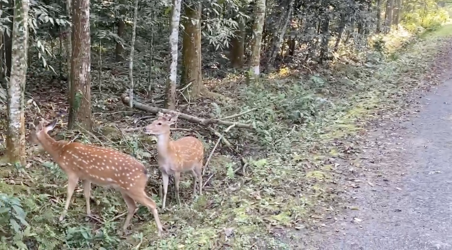 (Nguồn: Vườn quốc gia Cúc Phương - Cuc Phuong National Park)