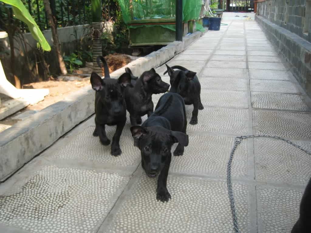 6 vật tự nhiên vào nhà được xem là dấu hiệu Thần Tài ghé thăm, chớ vội xua đuổi