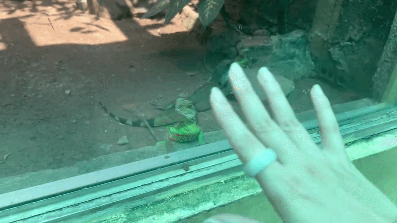 Clip kỳ nhông ở Thảo Cầm Viên vẫy khách đang tăng view ầm ầm