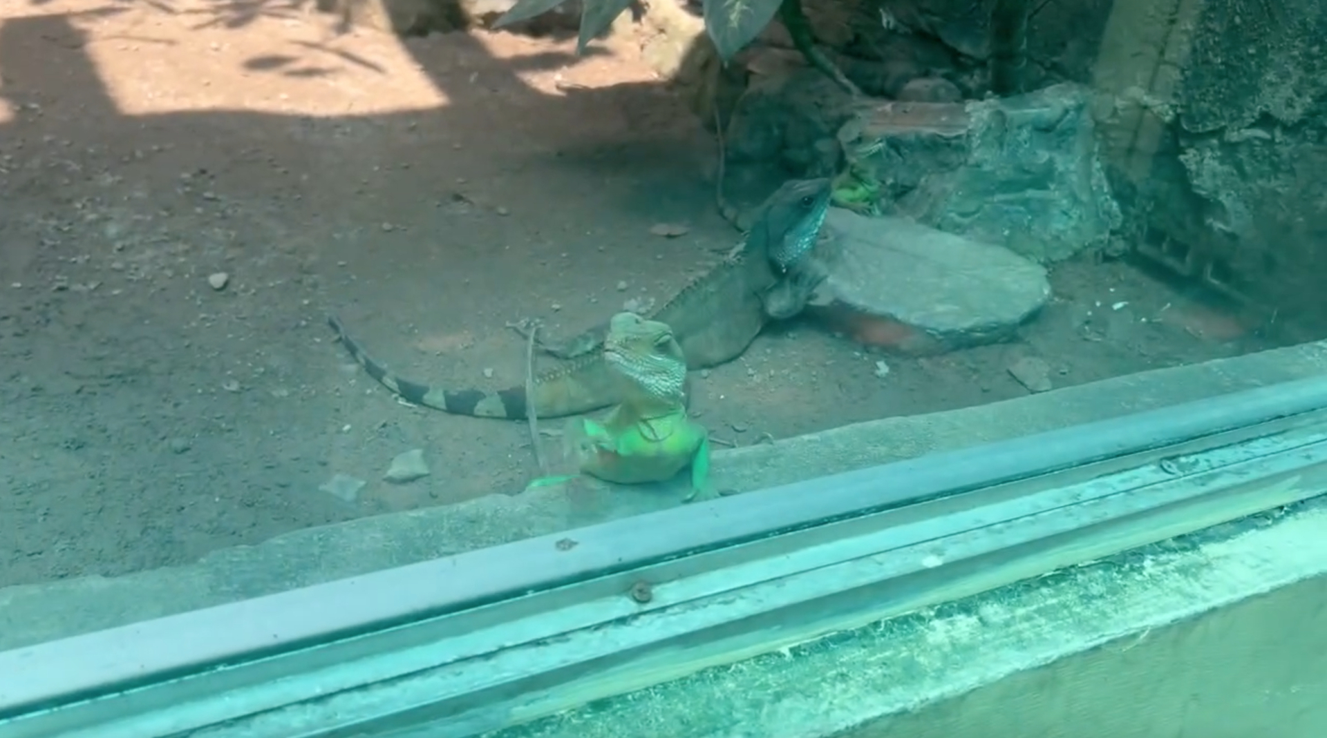 (Nguồn: Thảo Cầm Viên - Sài gòn Zoo & Botanical Gardens)