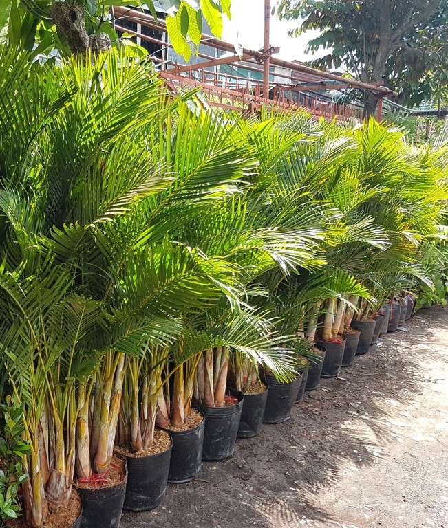 10 loại cây may mắn nên trồng trước sân nhà