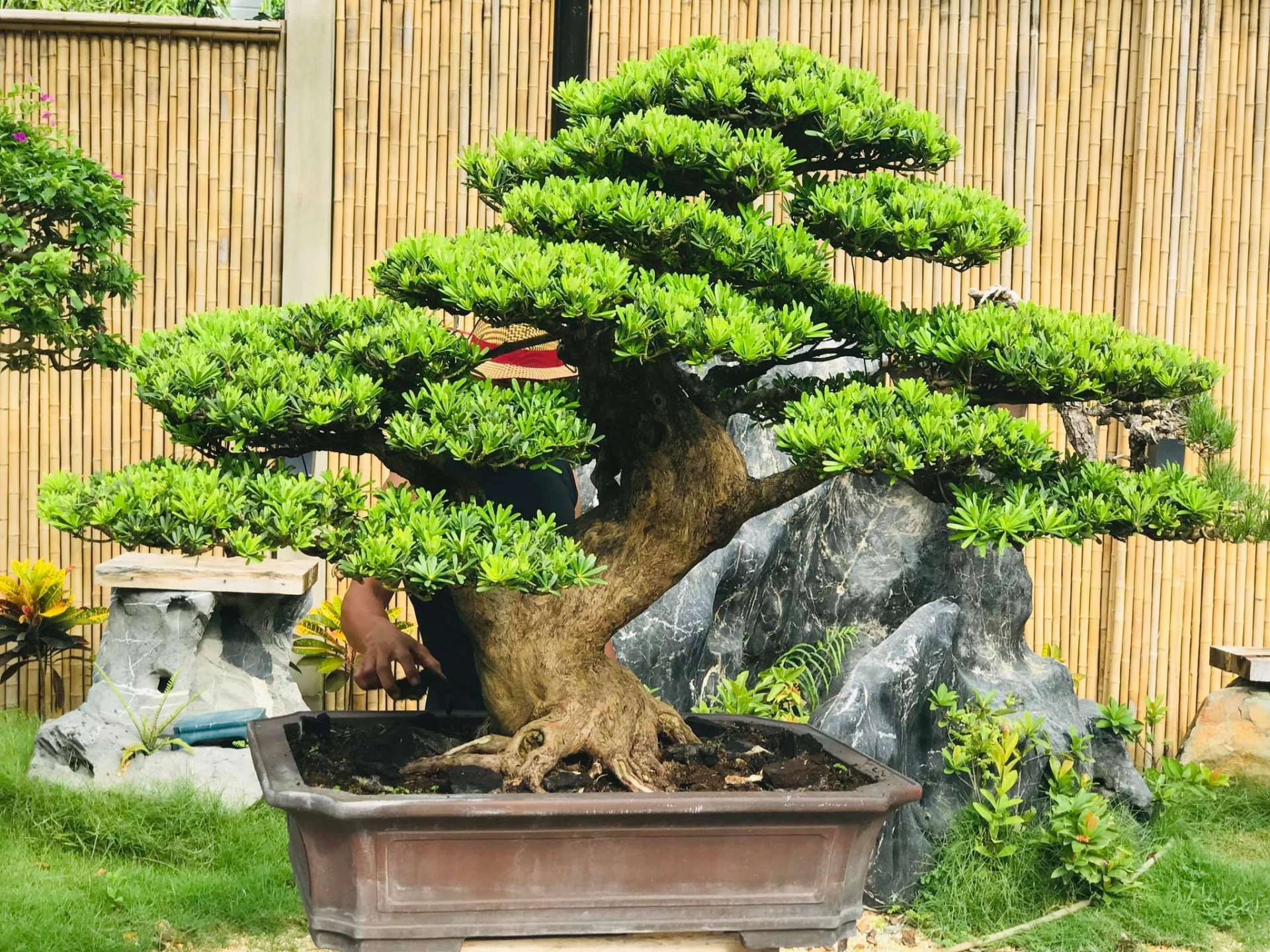 10 loại cây may mắn nên trồng trước sân nhà