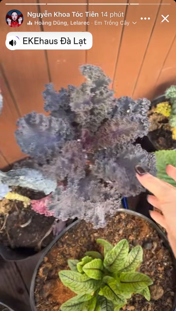 Hồi đầu năm 2026, Tóc Tiên có ghé thăm qua căn biệt thự này 