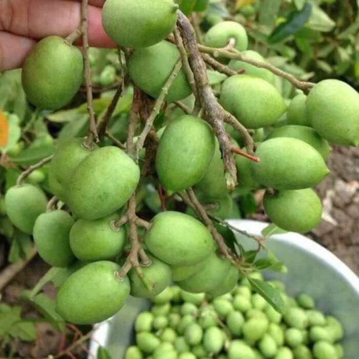 5 loại trái cây đặc sản miền Tây, cả nước hiếm nơi tìm thấy