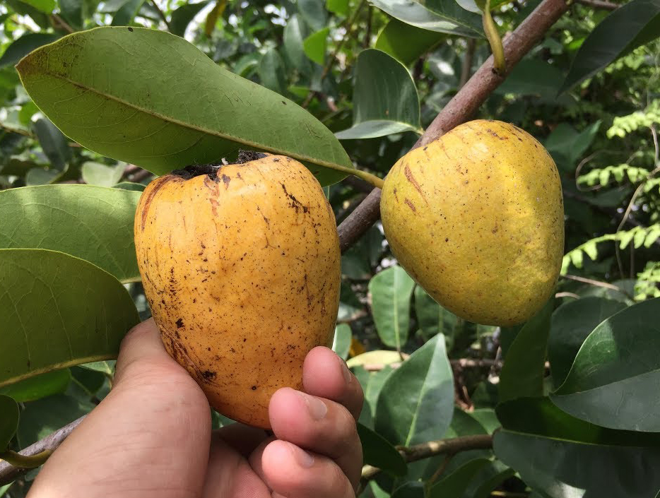 5 loại trái cây đặc sản miền Tây, cả nước hiếm nơi tìm thấy