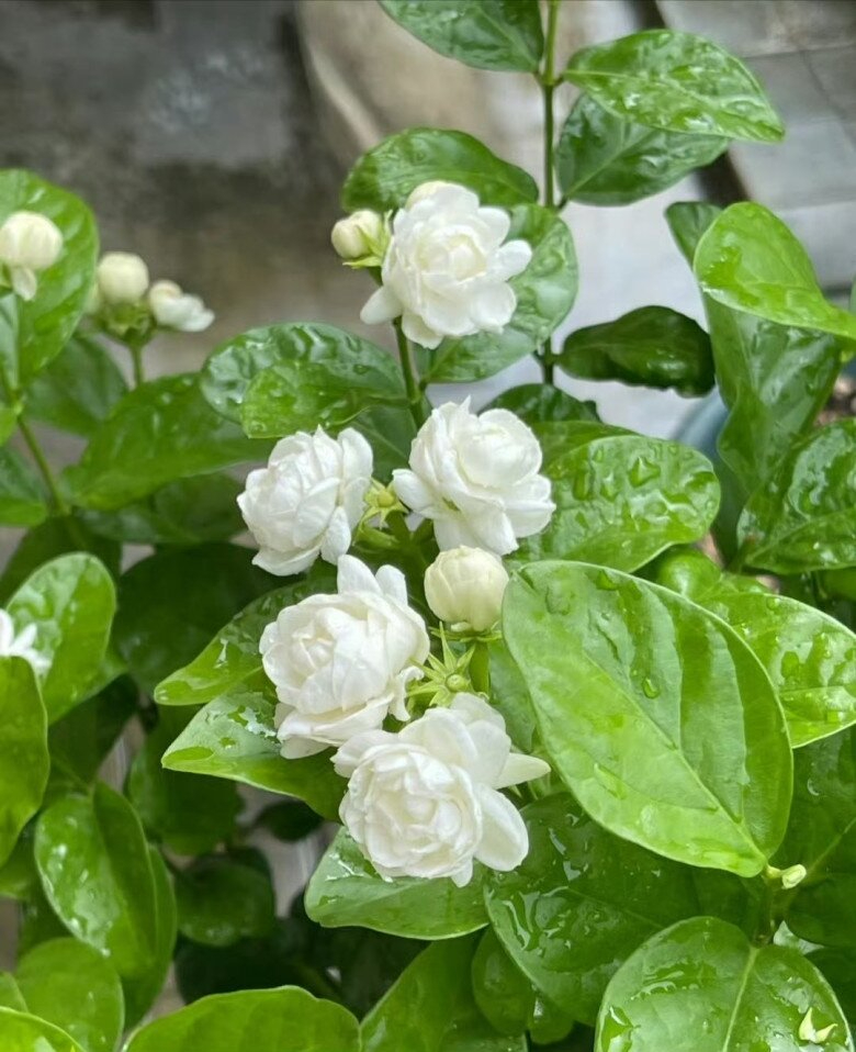 Top 10 loài hoa thơm bậc nhất thế giới, số 1 được trồng khắp Việt Nam