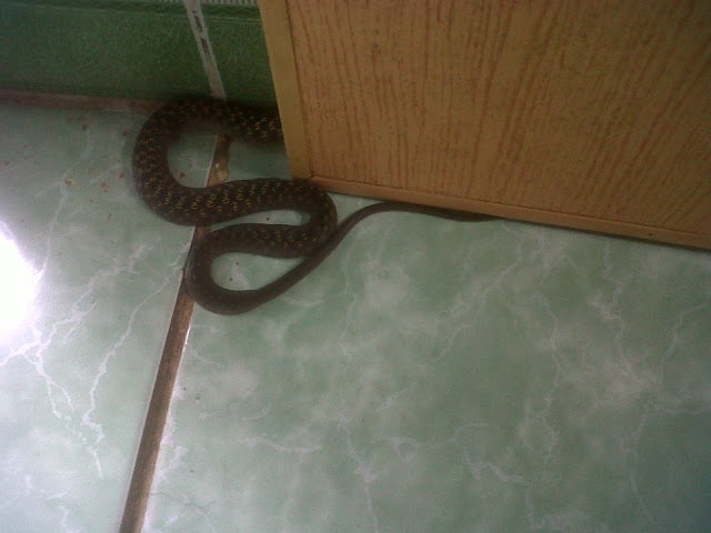 5 dấu hiệu cảnh báo rắn xuất hiện trong nhà, chớ vội mà bỏ qua
