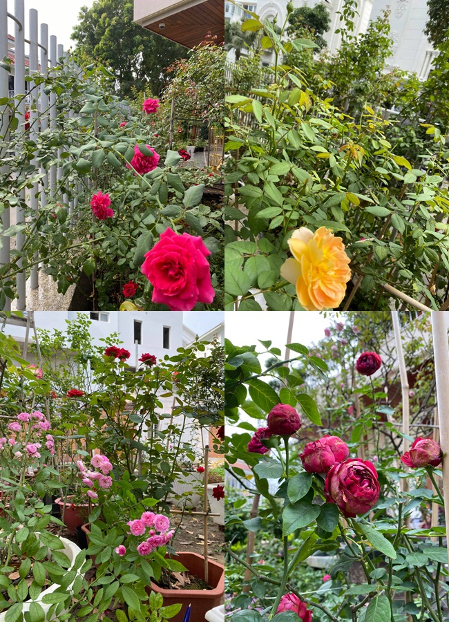 Cố nghệ sĩ Quý Bình từng chia sẻ tự tay anh chăm sóc, trồng hoa hồng cho vườn nhà (Ảnh: Tổng hợp)