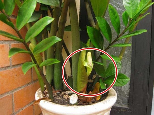 5 niềm vui, 4 nỗi lo khi trồng kim tiền trong nhà