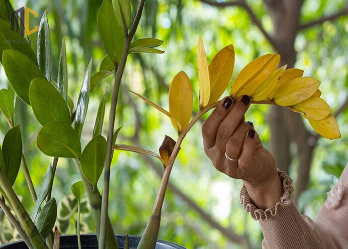 5 niềm vui, 4 nỗi lo khi trồng kim tiền trong nhà