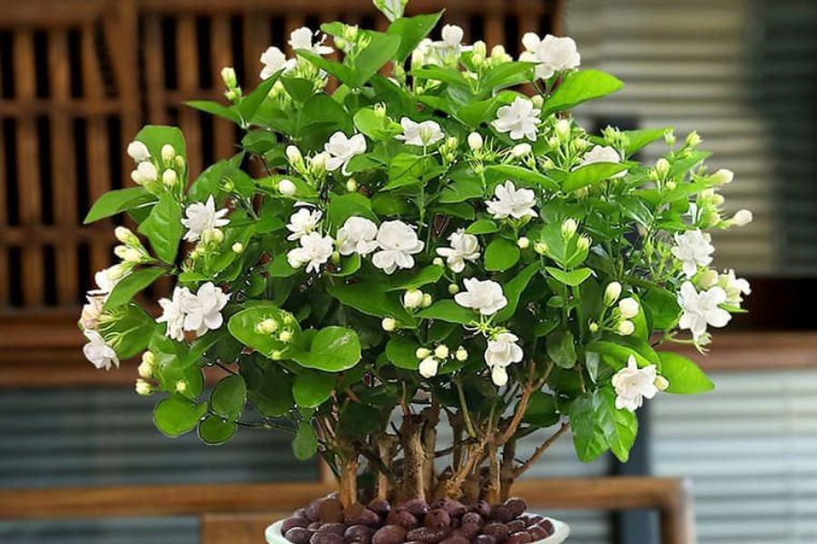 5 loài hoa thơm nức mũi, hợp trưng trong nhà - kiêng đặt bàn thờ