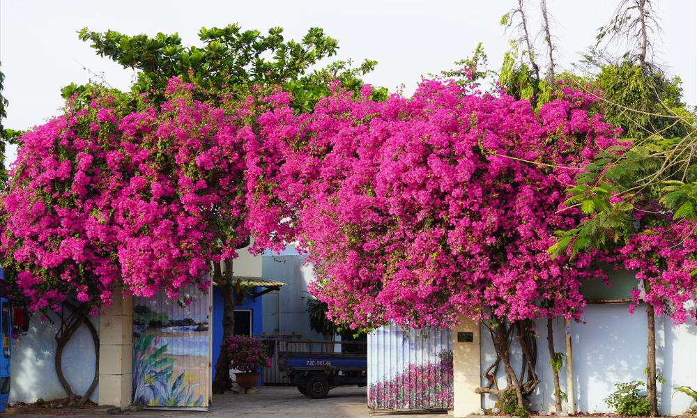 4 niềm vui, 3 nỗi sợ khi chơi hoa giấy 