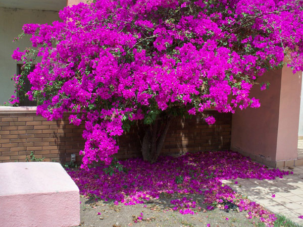 4 niềm vui, 3 nỗi sợ khi chơi hoa giấy 