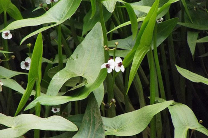 Cây rau mọc dại từng là thức ăn cho lợn, nay lên hàng 