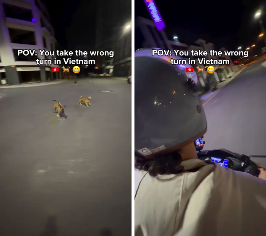 Nam du khách lập tức quay xe, phóng ga chạy nhanh trước sự truy đuổi của bầy chó