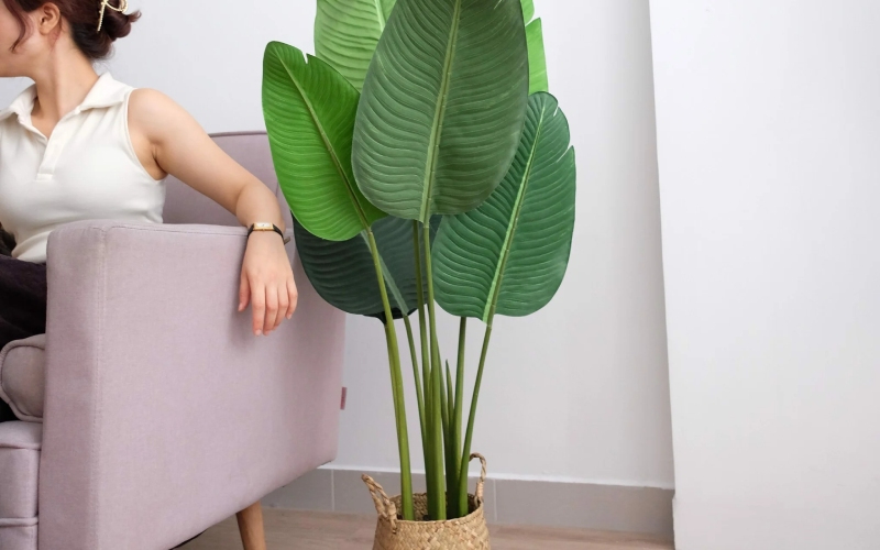 3 cây dụ rắn vào nhà, 2 cây rắn sợ khiếp vía