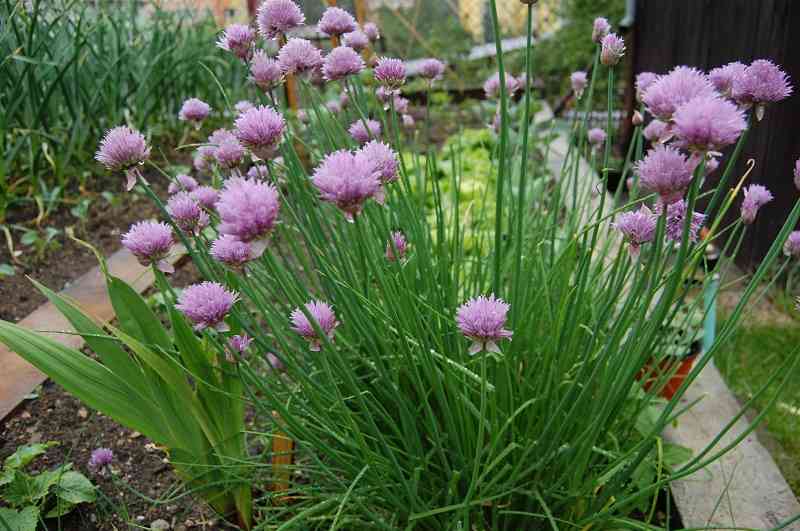 3 cây dụ rắn vào nhà, 2 cây rắn sợ khiếp vía