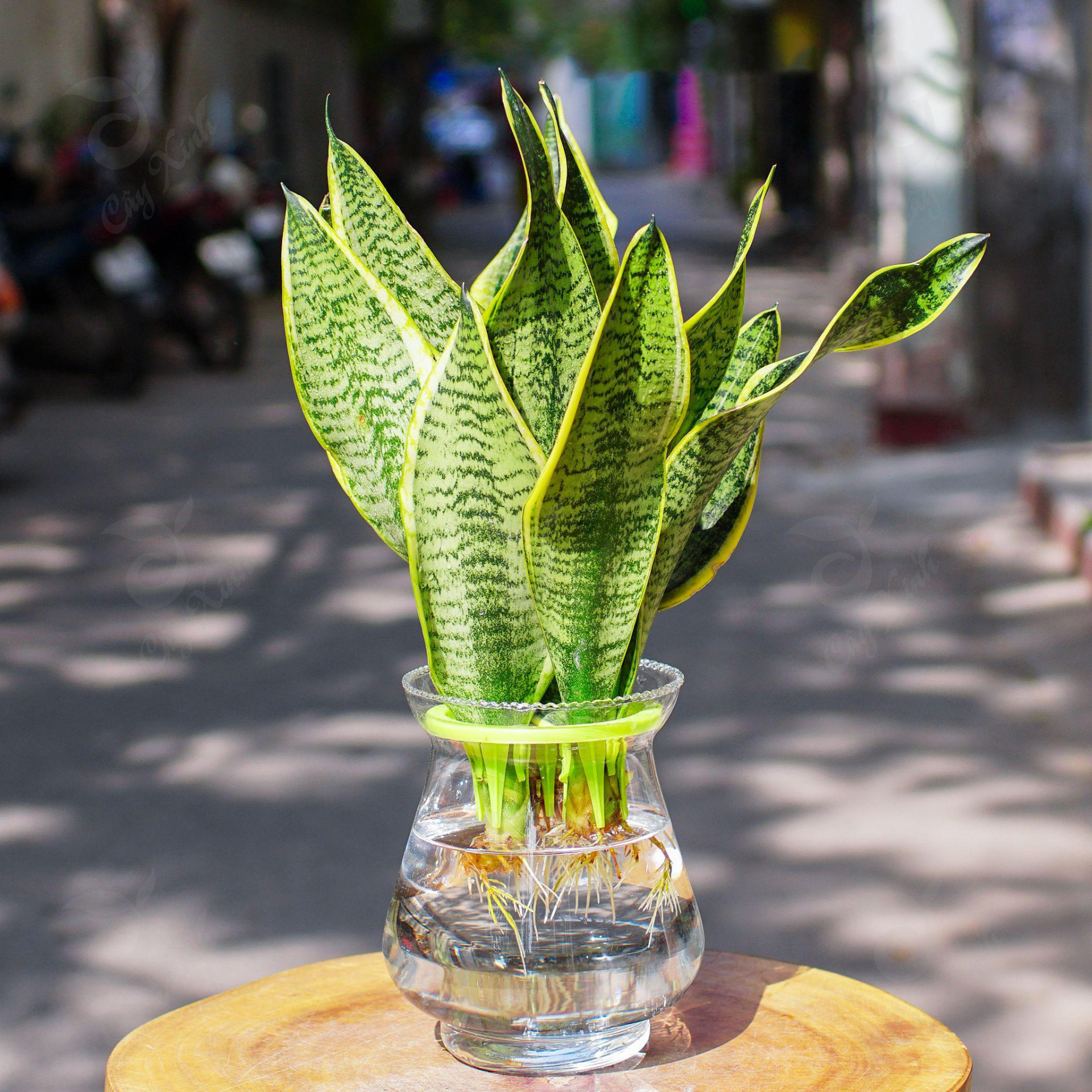 4 cây được mệnh danh là “vua sống sót”, nắng mưa thất thường vẫn chẳng hề hấn, trồng là xanh tốt quanh năm