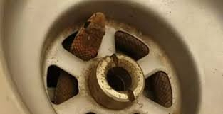 4 nơi rắn dễ bò vào nhất trong nhà, nhiều người không để ý