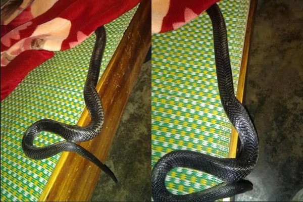 4 nơi rắn dễ bò vào nhất trong nhà, nhiều người không để ý