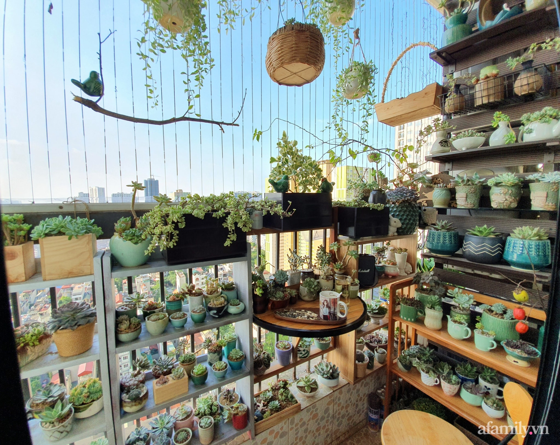 5 loại cây “chân ái” cho ban công: đẹp, dễ trồng, phong thuỷ cực tốt