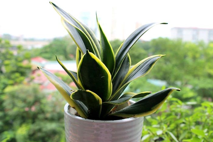 5 loại cây “chân ái” cho ban công: đẹp, dễ trồng, phong thuỷ cực tốt