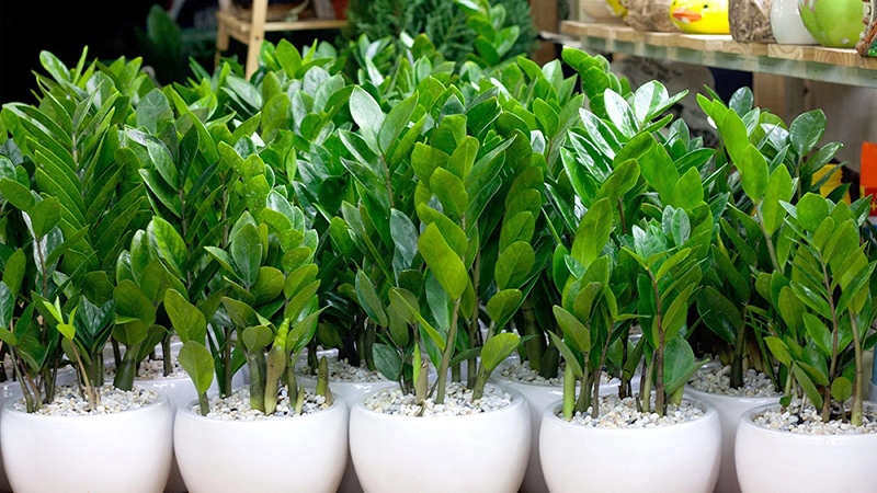 5 loại cây “chân ái” cho ban công: đẹp, dễ trồng, phong thuỷ cực tốt