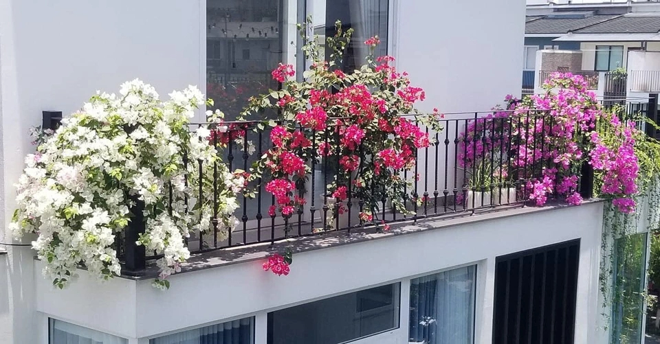 5 loại cây “chân ái” cho ban công: đẹp, dễ trồng, phong thuỷ cực tốt