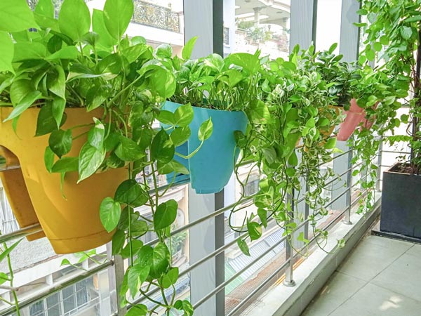 5 loại cây “chân ái” cho ban công: đẹp, dễ trồng, phong thuỷ cực tốt