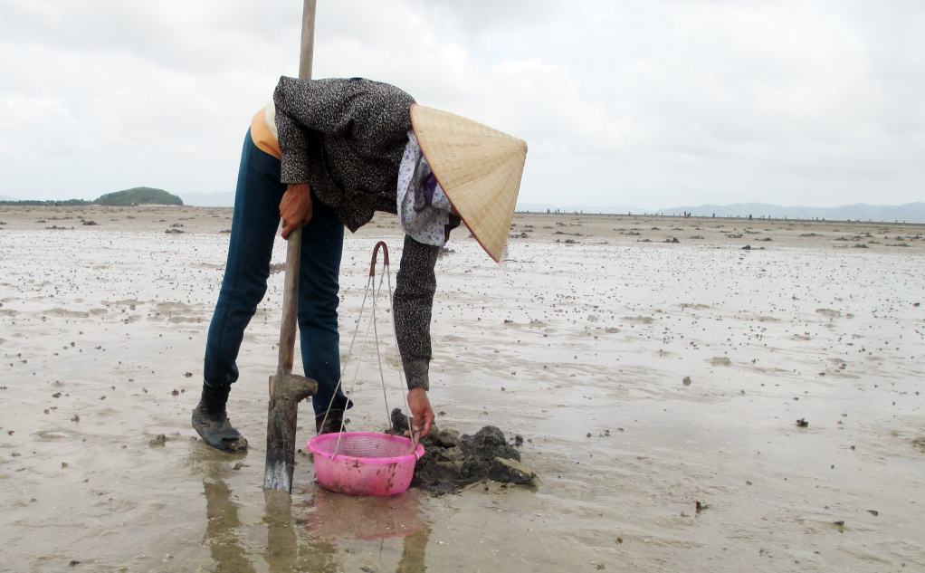 Sá sùng thường sống dưới hang sâu từ 10 - 30cm tại những bãi bồi