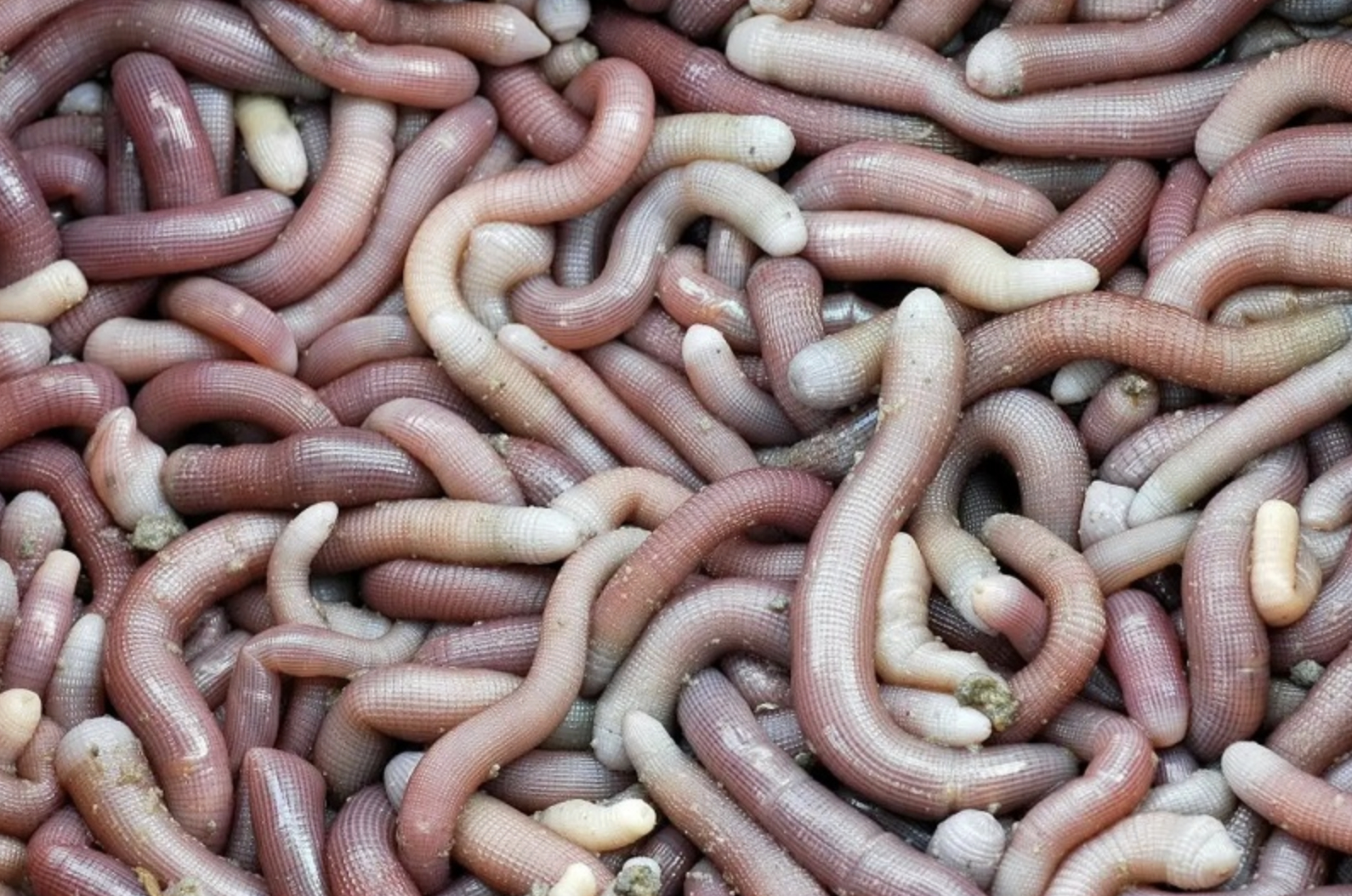 Hình ảnh sá sùng tươi vừa được khai thác