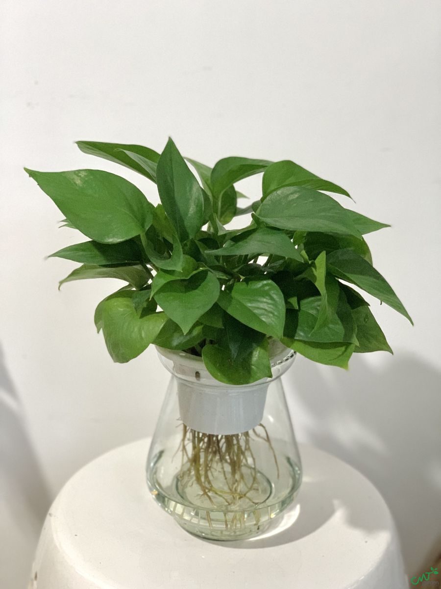 4 niềm vui, 3 nỗi sợ khi trồng trầu bà trong nhà