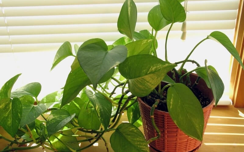 4 niềm vui, 3 nỗi sợ khi trồng trầu bà trong nhà