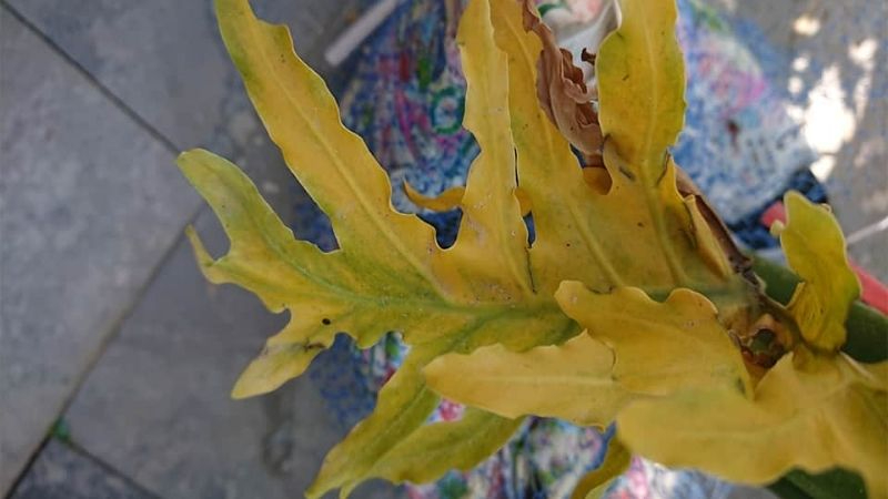 4 niềm vui, 3 nỗi sợ khi trồng trầu bà trong nhà