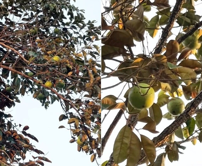 Thứ quý giá nhất trong biệt phủ nghìn mét vuông của Mỹ Tâm