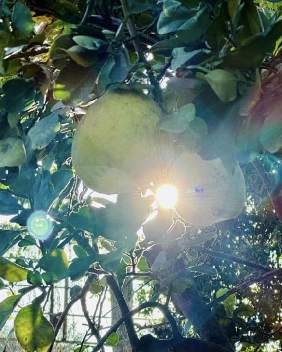 Thứ quý giá nhất trong biệt phủ nghìn mét vuông của Mỹ Tâm