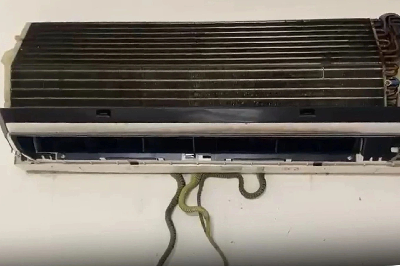 Cảnh báo việc rắn chui vào điều hoà