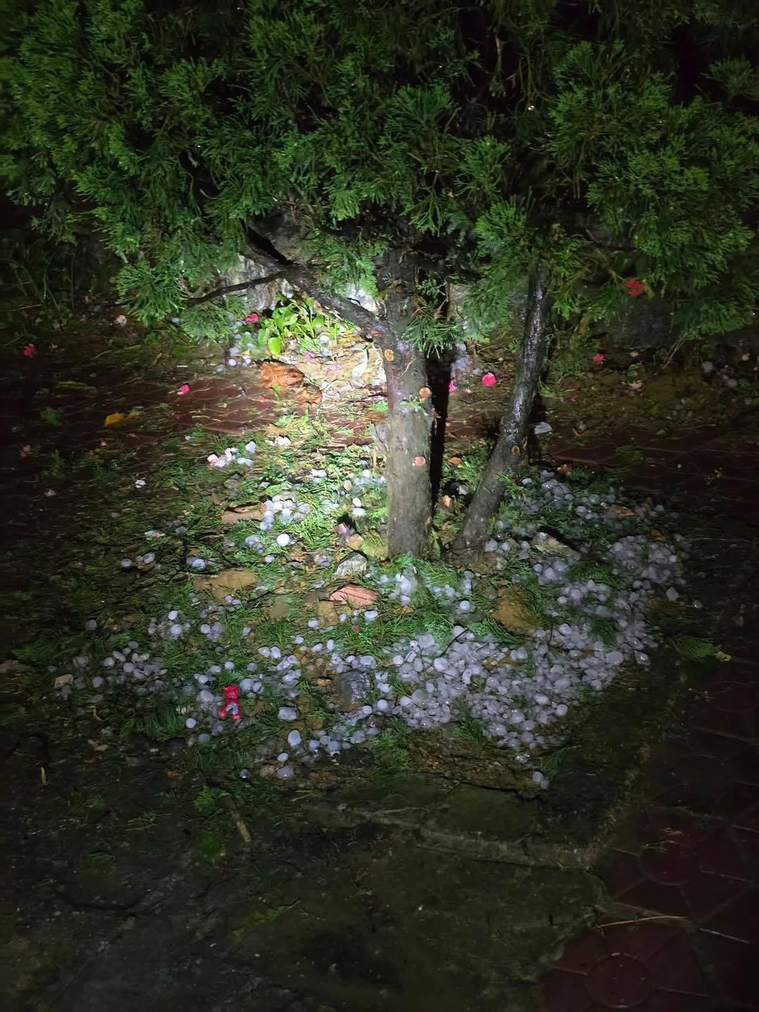 Trận mưa đá đã gây thiệt hại cho hoa màu và cây trồng của người dân