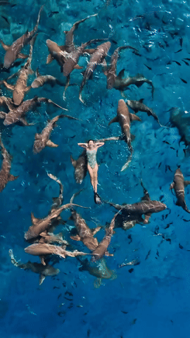 Ánh Viên bơi cùng cá mập