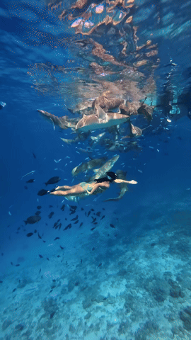 Ánh Viên bơi cùng cá mập