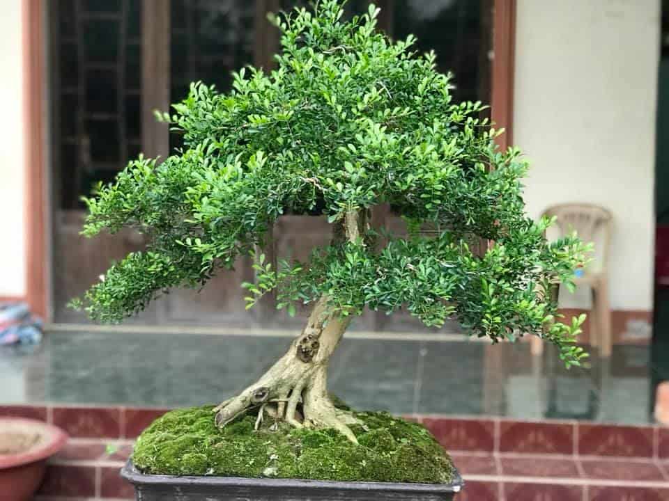 Lời khuyên đến những gia đình đang trồng cây bonsai